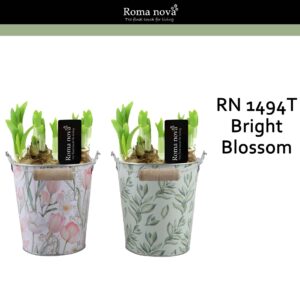 Narcissus Arrangement 1494T - Bright Blossom (Tete a Tete)
(6 Plants/Order)(14cmP 21cmH)