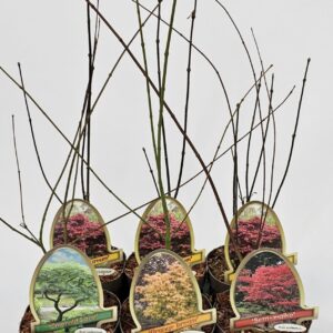 Acer palmatum Acer palmatum 15cm
(6 Plants/Order)(15cmP 40cmH)