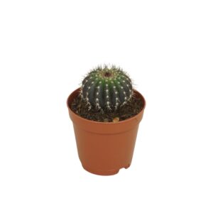 Cactus Uebelmaniana pectinifera 5,5 cm
(20 Plants/Order)(5.5cmP 8cmH)