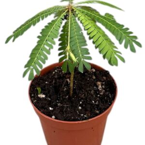 Biophytum sensitivum Biophytum Sensitivum P8
(14 Plants/Order)(8cmP 15cmH)