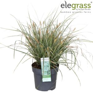 Carex oshimensis Everest Carex oshimensis 'Everest' P14
(6 Plants/Order)(14cmP 40cmH)