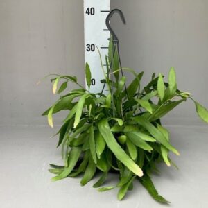 Rhipsalis Rhipsalis red coral
(5 Plants/Order)(14cmP 30cmH)