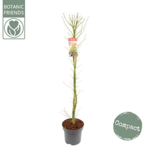 Acer palmatum Jerre Schwartz Acer palm. 'Jerre Schwartz'
(1 Plants/Order)(30cmP 175cmH)