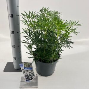 Choisya ternata Choisya ternata 'White Dazzler' ®
(1 Plants/Order)(19cmP 35cmH)