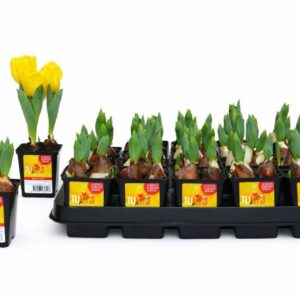 Tulipa Yellow Baby Tulp Yellow Baby 7 cm
(20 Plants/Order)(7cmP 15cmH)