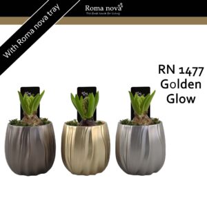 Hyacinthus Arrangement 1477 - Golden Glow (Hyacint)
(6 Plants/Order)(10cmP 16cmH)