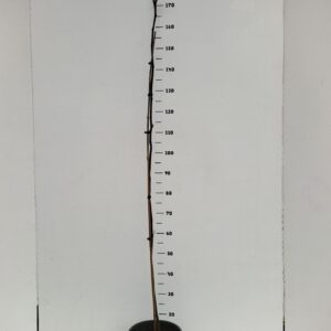 fruit trees and -heesters ov Carya illinoinensis
(1 Plants/Order)(24cmP 120cmH)