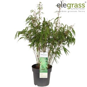 Fargesia rufa Fargesia rufa P23
(1 Plants/Order)(23cmP 70cmH)