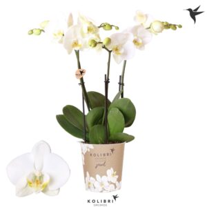 Phalaenopsis white more Ripsen Kolibri Orchids Phalaenopsis Jewel Ghent 3 spike
(10 Plants/Order)(12cmP 40cmH)