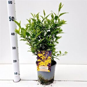 Forsythia intermedia Forsythia intermedia 'Minigold'
(1 Plants/Order)(17cmP 50cmH)