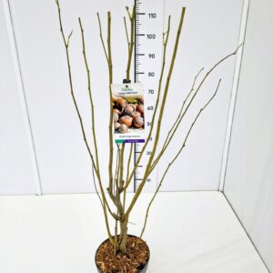 Corylus Purpurea Corylus maxima 'Lange Zellernuss' 80-100C5
(1 Plants/Order)(23cmP 100cmH)