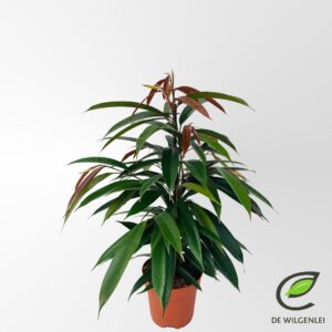 Ficus Amstel King Ficus binnendijkii 'Amstel King' p17
(1 Plants/Order)(17cmP 70cmH)