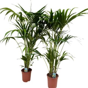 Howea forsteriana Howea forsteriana P21 H150
(1 Plants/Order)(21cmP 150cmH)