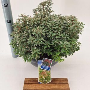 Pieris japonica Little Heath Pieris jap. ‘Little Heath’
(1 Plants/Order)(33cmP 40cmH)