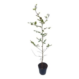 Fagus sylvatica Fagus sylvatica
(1 Plants/Order)(21cmP 100cmH)