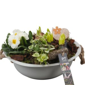 Arrangementen PTBM3718 Arrangement Flower Bulbs mix in metalen schaal
(1 Plants/Order)(29cmP 19cmH)