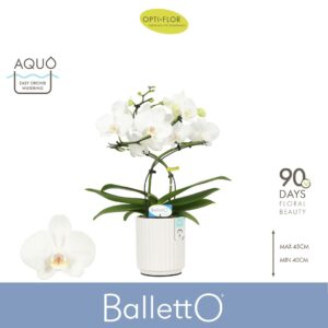 Phalaenopsis white more Ripsen Balletto Wing 2 spike in Molise White Aquo
(4 Plants/Order)(12cmP 40cmH)