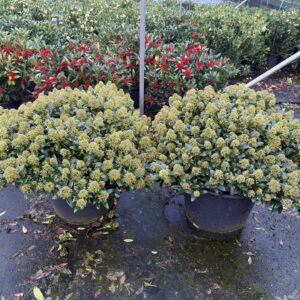 Skimmia japonica White Dwarf Skimmia Japonica 'White Dwarf' XXXL
(1 Plants/Order)(60cmP 620cmH)