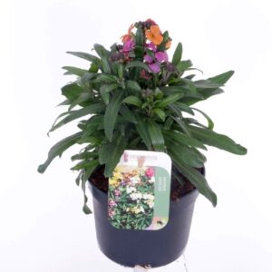 Erysimum Erysimum Erysistible Magenta
(8 Plants/Order)(13cmP 25cmH)