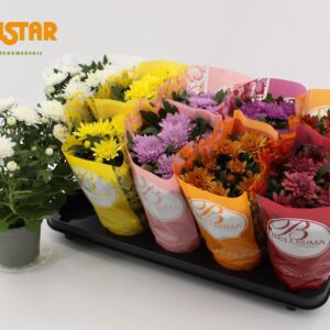 Chrysanthemum Indicum Chrysanthemum, 12 cm dubble flower Bellsima Ton Sur Ton mix
(10 Plants/Order)(12cmP 25cmH)