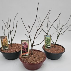 Acer palmatum Acer palmatum 23cm Schaal
(1 Plants/Order)(23cmP 50cmH)