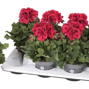 Pelargonium Pelargonium Grandifloru Pelg. Don Leo 12cm
(8 Plants/Order)(12cmP 28cmH)
