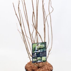 Hydrangea paniculata Hydrangea Paniculata 'Little Spooky' 19 cm
(1 Plants/Order)(19cmP 50cmH)