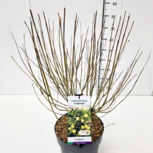 Cephalanthus occidentalis Cephalanthus occidentalis 40-60C10
(1 Plants/Order)(28cmP 60cmH)