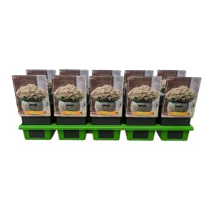 Sedum telephium Seduction pink Char Sedum telephium 'Seduction pink Charm' P11
(10 Plants/Order)(11cmP 25cmH)