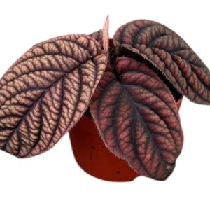 other plants Labisia Vietnam
(9 Plants/Order)(10.5cmP 15cmH)