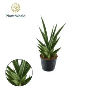 Sansevieria Cylindrica Sansevieria 'Dancing Queen' P10,5
(11 Plants/Order)(10.5cmP 40cmH)