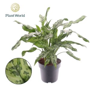 Aglaonema other Aglaonema Juliette
(3 Plants/Order)(21cmP 60cmH)