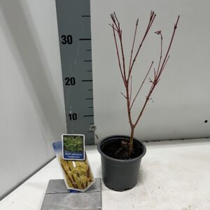 Acer palmatum Sangokaku Acer pal. 'Sangokaku'
(12 Plants/Order)(10.5cmP 30cmH)