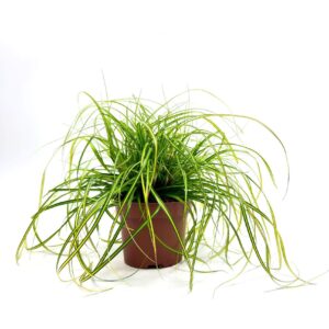 Carex Evercolor Eversheen Carex 'Eversheen' p12
(12 Plants/Order)(12cmP 20cmH)