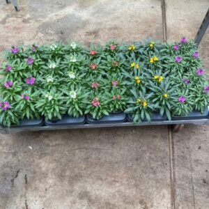 Erysimum mixed Erysimum mix laag
(8 Plants/Order)(13cmP 30cmH)