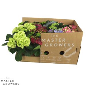 Hydrangea Hydrangea macr. 10cm mix 3+bloem ECO
(12 Plants/Order)(10cmP 22cmH)