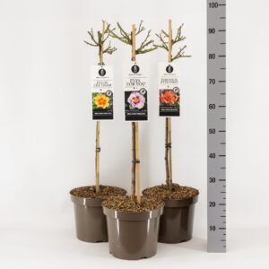 Rosa pink Classics (Persica) mix, stam 70, C7.5
(1 Plants/Order)(26cmP 100cmH)