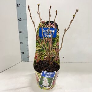 sorbifolia Sem Sorbaria sorb. 'Sem' PBR (in potcover)
(6 Plants/Order)(17cmP 35cmH)