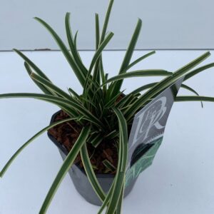 Carex morrowii Ice Dance Carex 'Ice Dance'
(6 Plants/Order)(17cmP 30cmH)