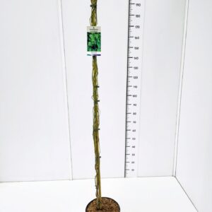 Aristolochia macrophyll Aristolochia macrophylla 150-175C10
(1 Plants/Order)(28cmP 170cmH)