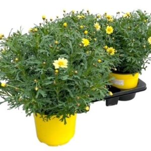 Argyranthemum other op Argyranthemum Frutescens "struik" - dark yellow
(1 Plants/Order)(18cmP 45cmH)