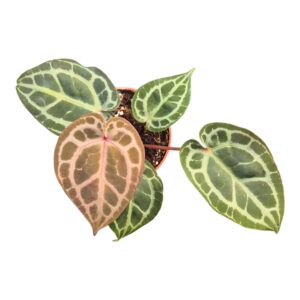Anthurium Leaf DocBlock Anthurium Michelle® '11' X Zara® '14'
(2 Plants/Order)(9cmP 20cmH)