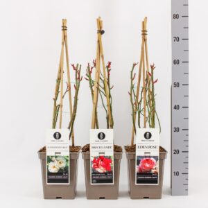 Rosa pink Classics heester (H) mix, C5, 4 stok 75 cm
(1 Plants/Order)(23cmP 75cmH)