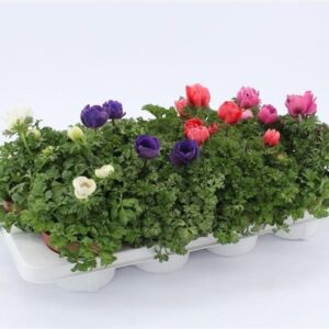 Anemone Anemone Harmony Mixtray
(8 Plants/Order)(13cmP 25cmH)