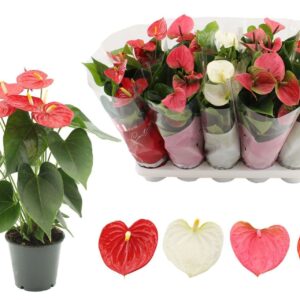 Anthurium mixed 4 c Anthurium 12 cm 4 color mix in Couture sleeve
(16 Plants/Order)(12cmP 40cmH)
