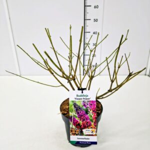 Buddleja Buddleja dav. 'Flower Power' C5
(1 Plants/Order)(23cmP 50cmH)