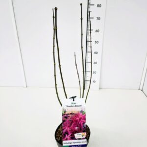 Acer palmatum Acer palm. 'Skeeter's Broom' 60-80C3
(1 Plants/Order)(19cmP 80cmH)