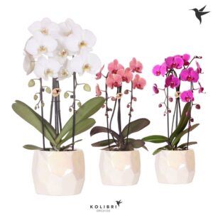 Phalaenopsis Elegant Cascade Kolibri Orchids Phalaenopsis Cascade Niagara Fall mix 2 spike in Pearl Pot trave
(3 Plants/Order)(12cmP 50cmH)