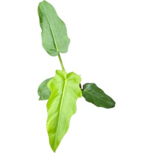 Philodendron Philodendron Bob Cee
(12 Plants/Order)(9cmP 15cmH)