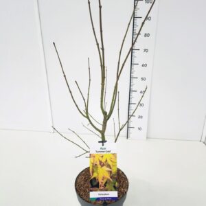 Acer palmatum Acer palm. 'Summer Gold' 50-60C7
(1 Plants/Order)(25cmP 70cmH)